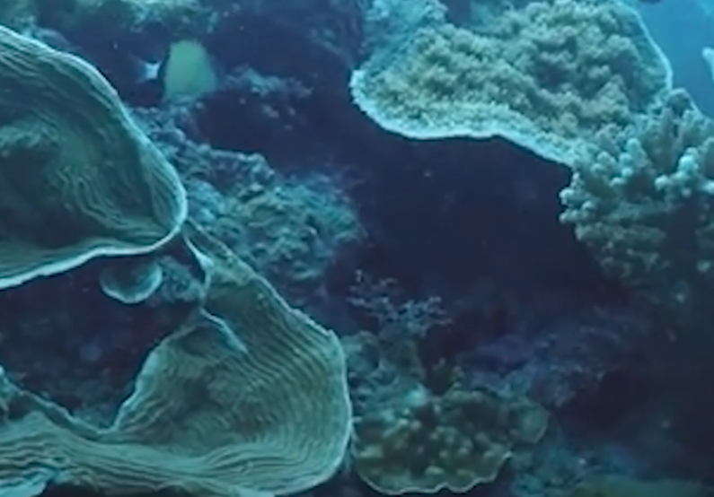 Protection measures for coral