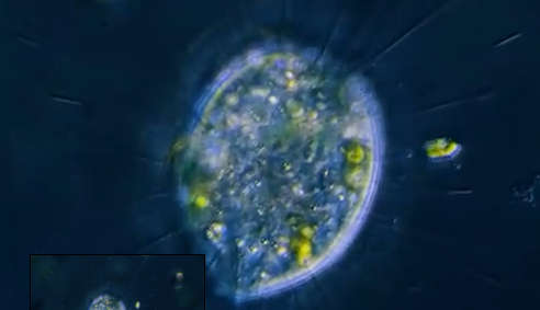 How can microbes help carbon neutrality