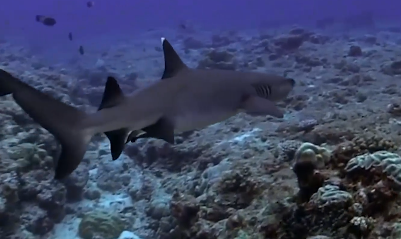 Corals can detect marine ecological changes