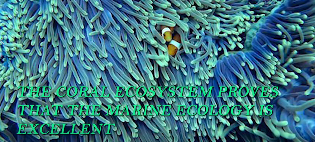 The coral ecosystem proves that the marine ecology is excellent