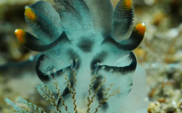 Fish, algae, and carbon balance