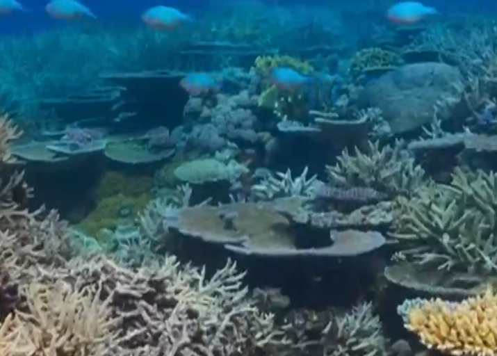 Abundant and peculiar benthos