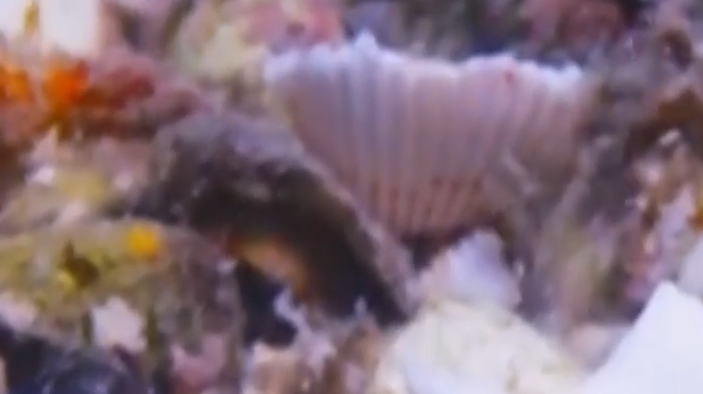 How to save the status quo of marine species