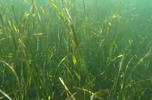 The role of microorganisms in Marine carbon neutralization reactions.