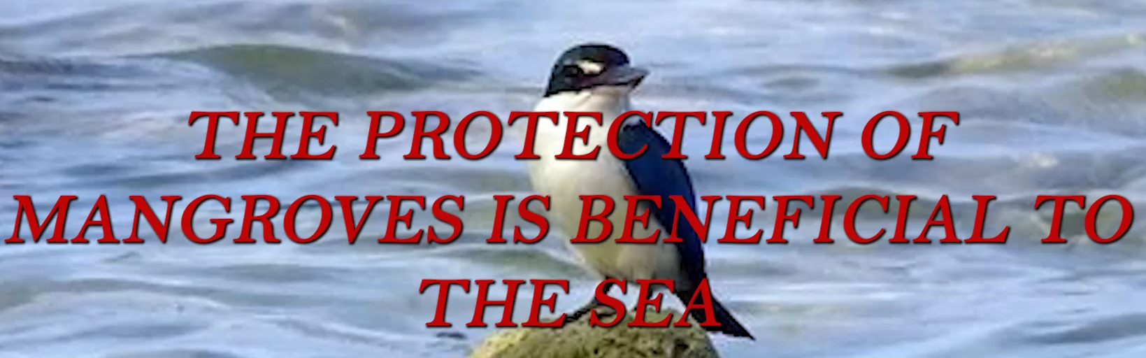 The protection of mangroves is beneficial to the sea