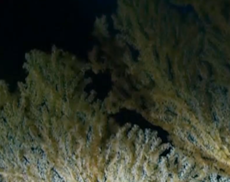 Those wonderful sea creatures lurking in the dark