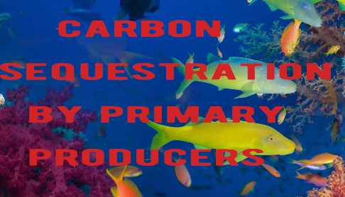 Carbon sequestration by primary producers