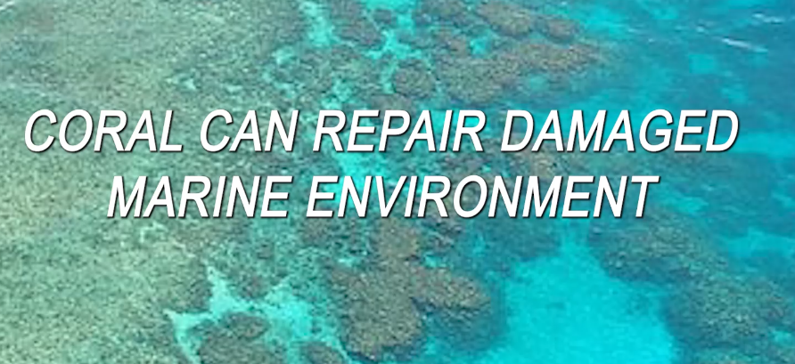 Coral can repair damaged marine environment