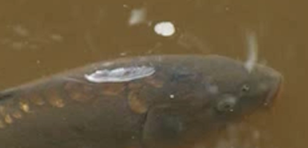 Why is marine pollution so dangerous