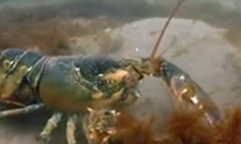 Strange but impressive underwater animals