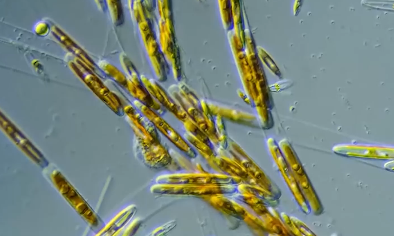 Carbon absorbing magic weapon in the ocean