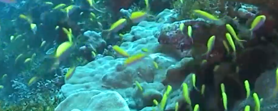 Coral's ability to protect the sea