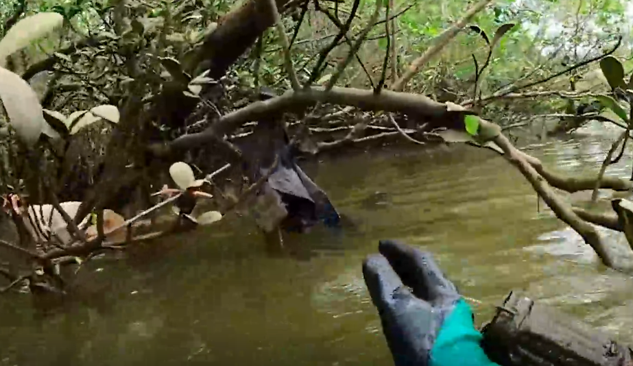 Mangrove Project - Great Project.