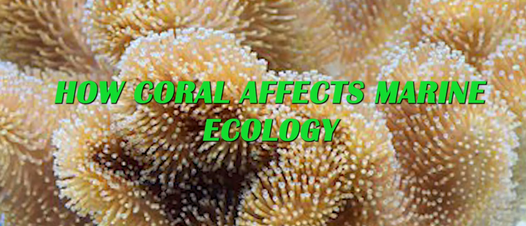 How coral affects marine ecology.
