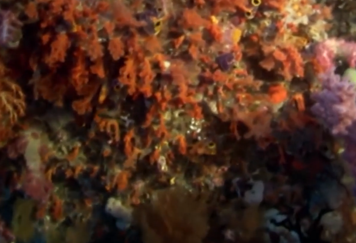 Coral can help the ecology of marine life