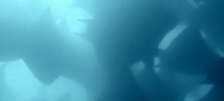 Peaceful Coexistence of the Subsea Biosphere