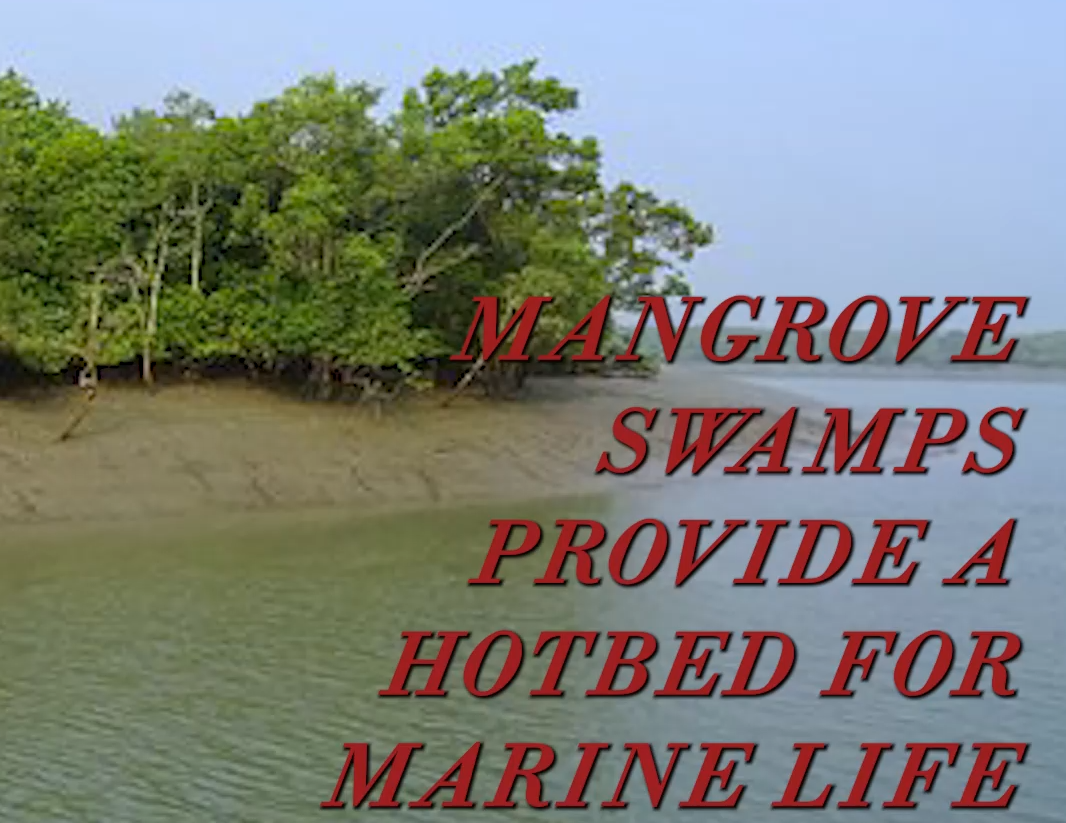Mangrove swamps provide a hotbed for marine life