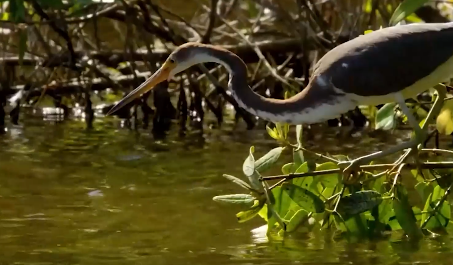 Benefits from Mangrove Program.