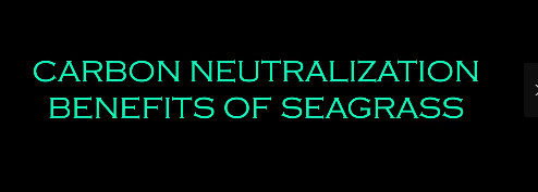 Carbon neutralization benefits of seagrass