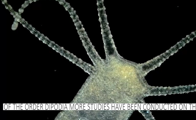 Ecological protection capacity of marine plankton