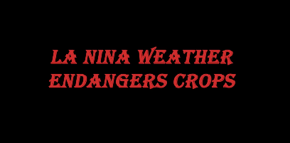 La Nina weather endangers crops