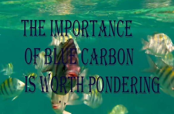 The importance of blue carbon is worth pondering