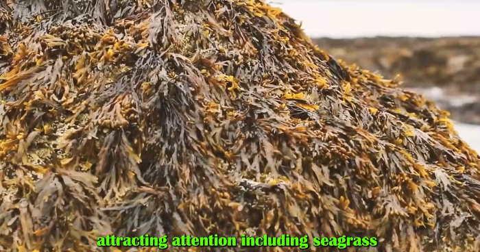 The benign benefits of seagrass carbon bed to the global carbon environment